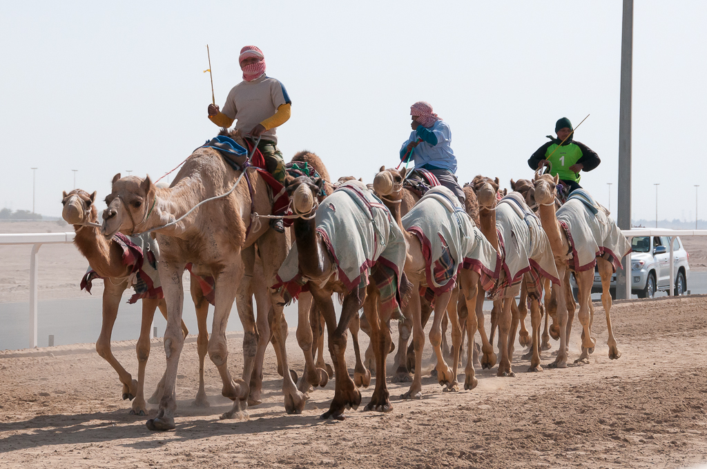 رياضة الهجن